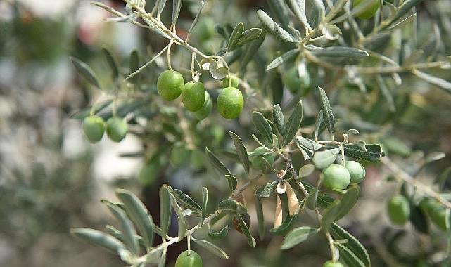 Ayvalık 18. Memleketler arası Zeytin Hasat Şenliği Başlıyor