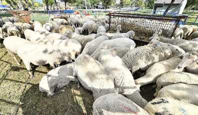 Lokal üreticiye ve kırsala dayanak sürüyor