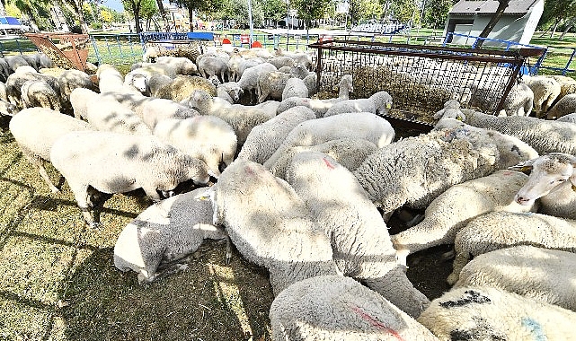 Lokal üreticiye ve kırsala dayanak sürüyor