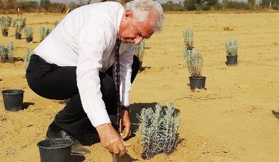Ödemiş Belediyesi’nden “Tıbbi-Aromatik Bitki Bahçesi” atağı
